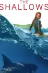 The Shallows (2016) Dual Audio {Hindi-English} 480p | 720p | 1080p